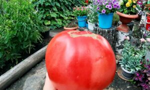 Гигантский томат