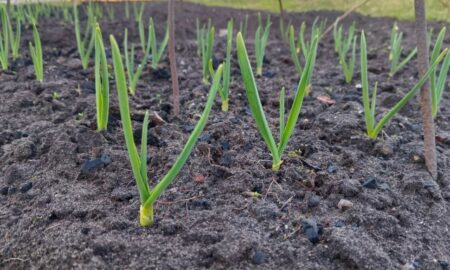 Растет лук