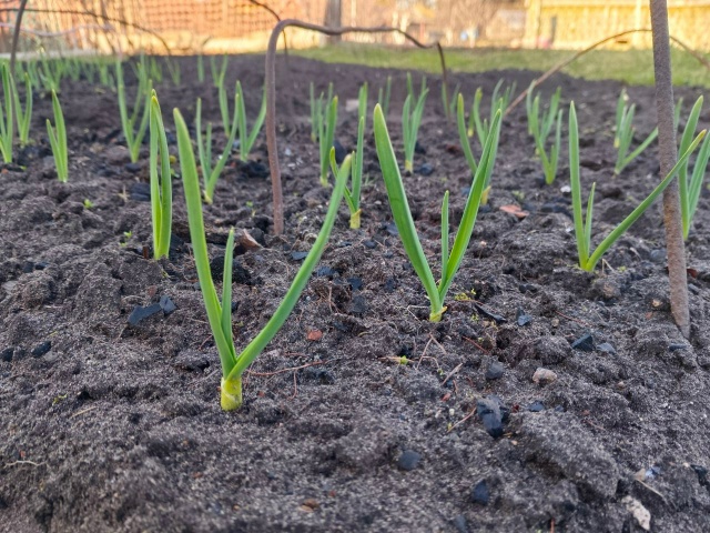 Растет лук