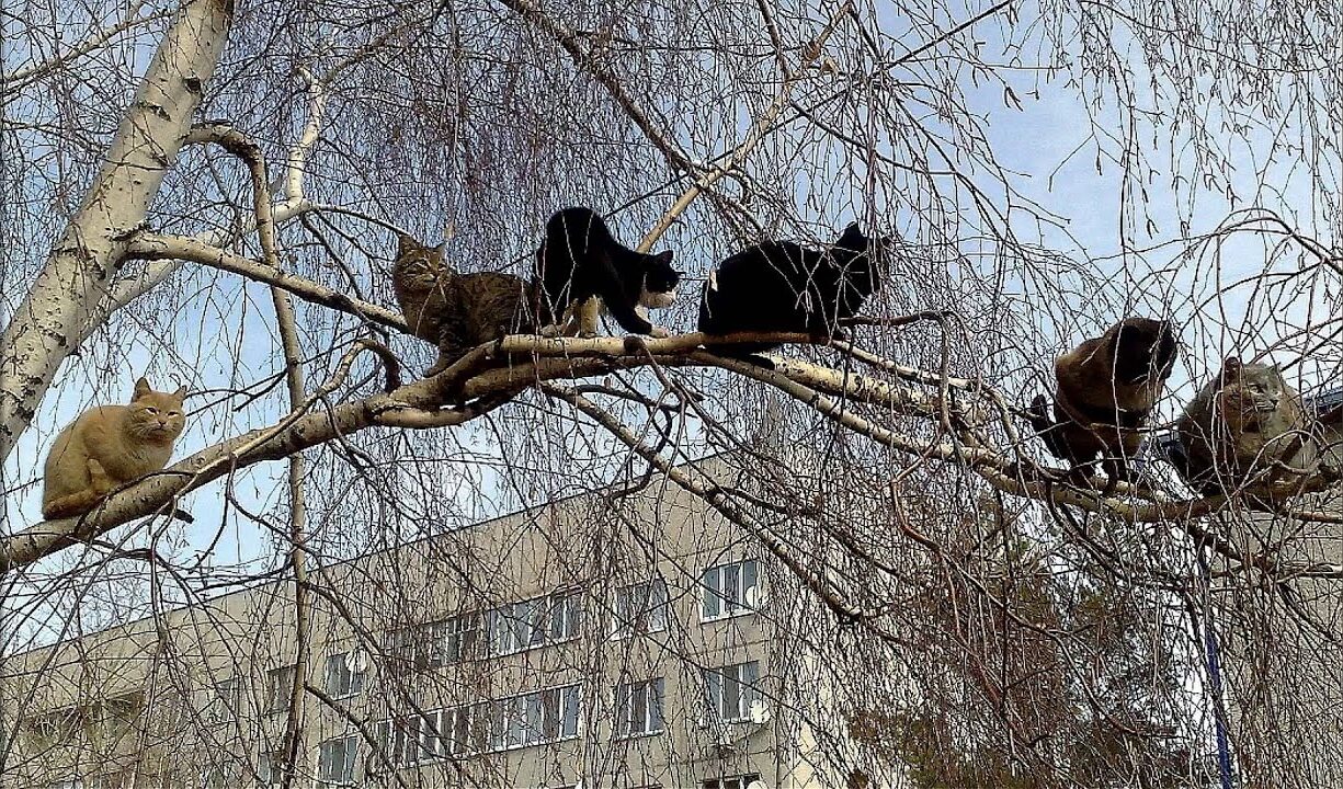 Коты на ветке