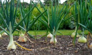 лук на грядках