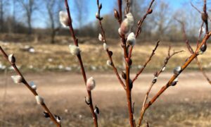 Веточки вербы.