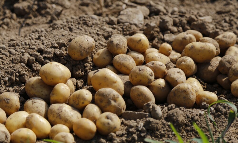 Лежит картофель