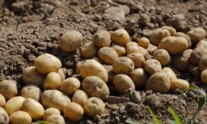 Лежит картофель