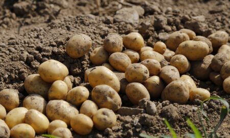 Лежит картофель