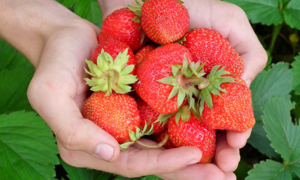 В ладонях клубника
