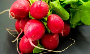Лежит редис