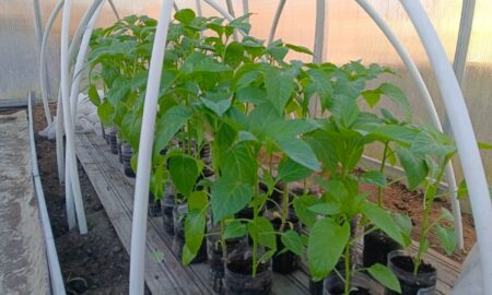 Стоит рассада