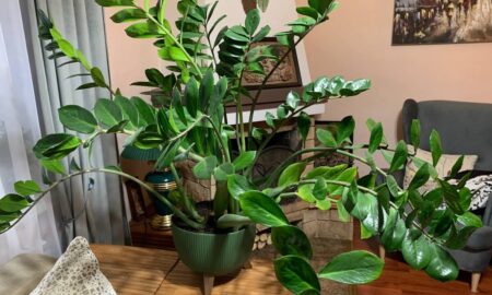 Замиокулькас