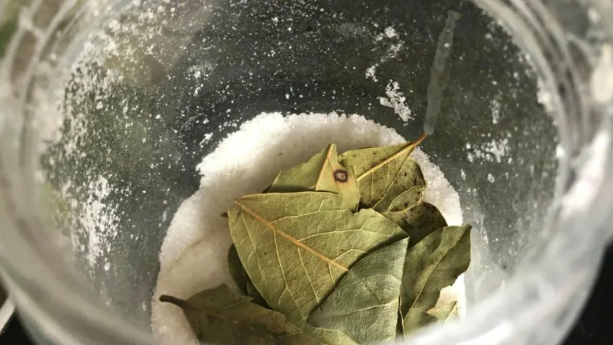 Лавровый лист