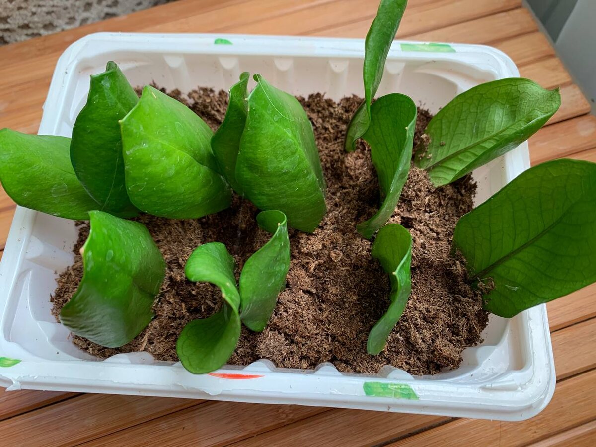 Пересаженный замиокулькас