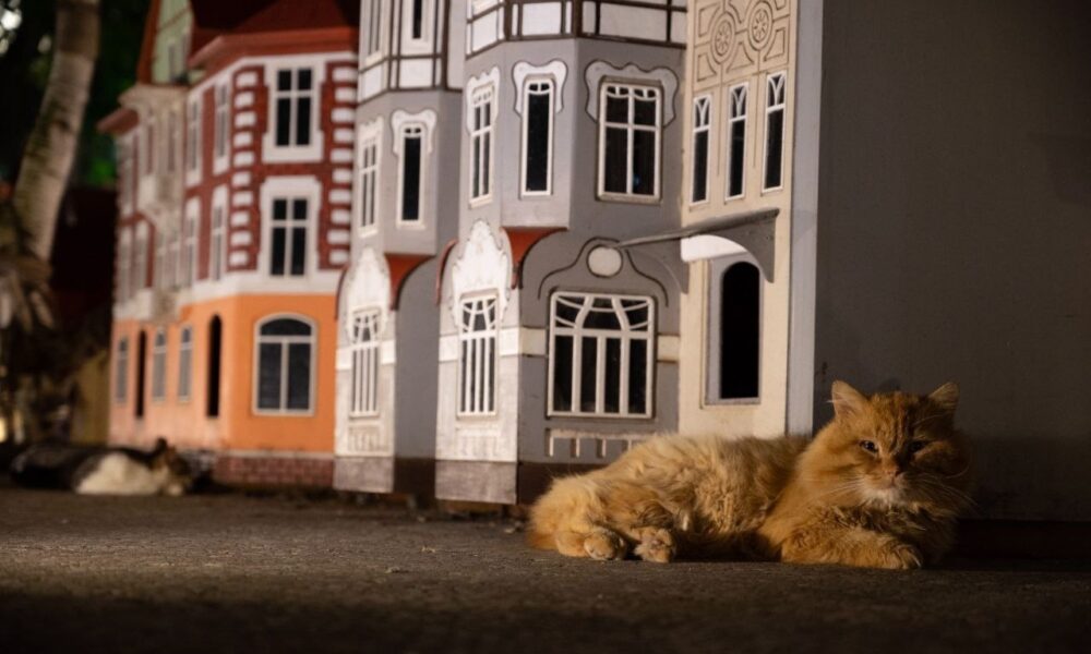 Кошачья гостиница