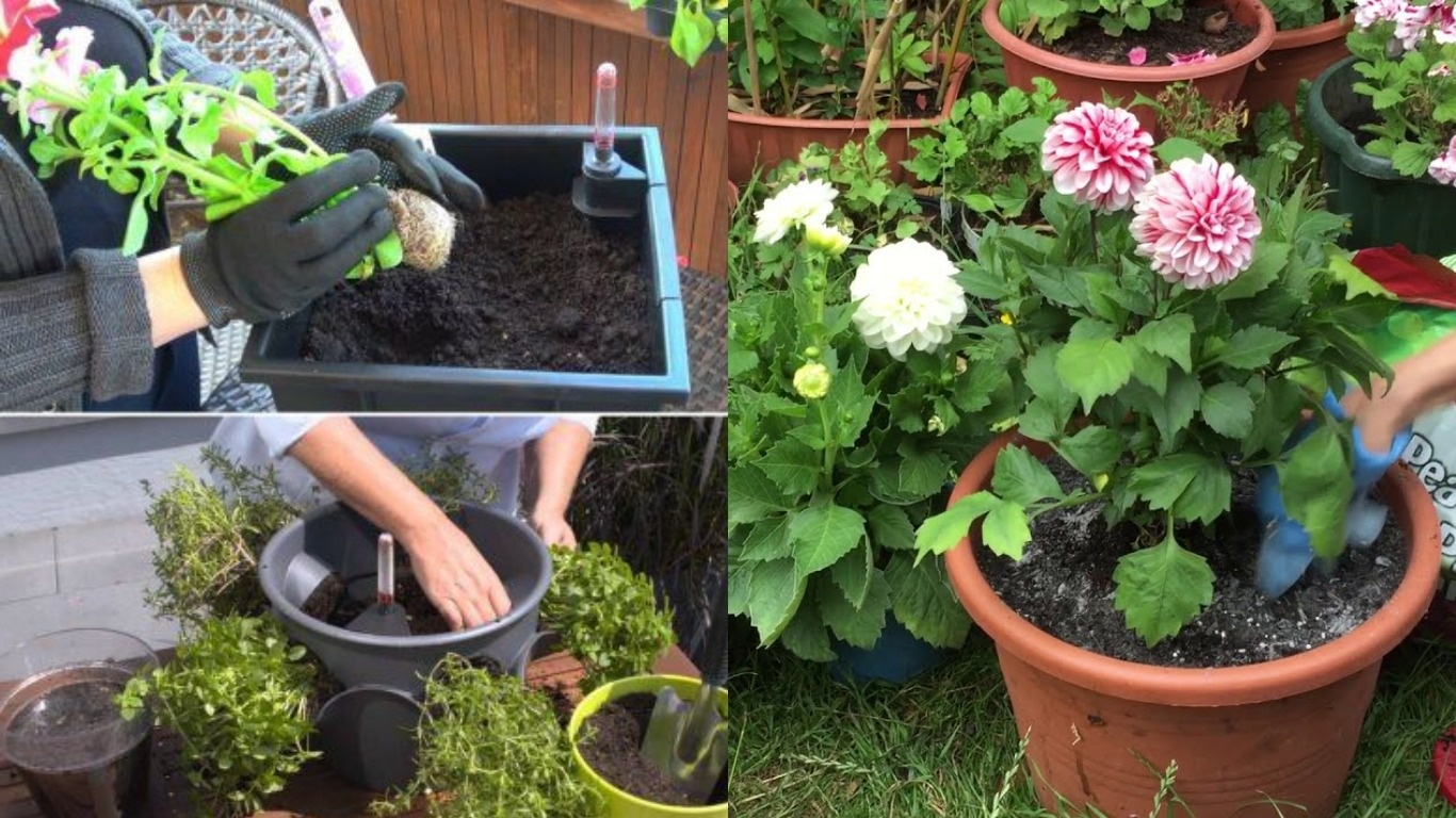 Ёмкости для цветов заглубляют в землю