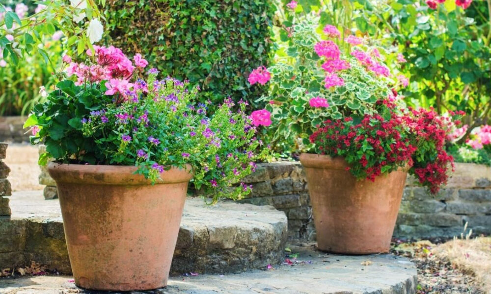 Садовые цветы в горшках