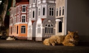 Кошачья гостиница