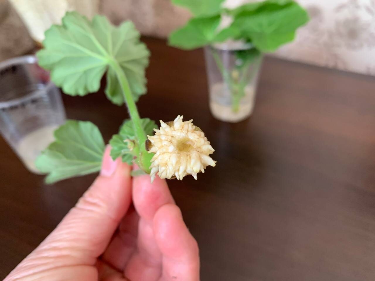 Корни черенка