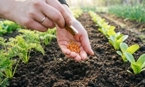 Сев моркови