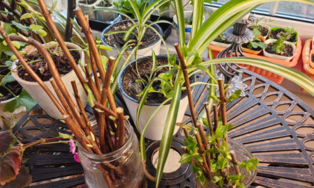 Ветки гортензии