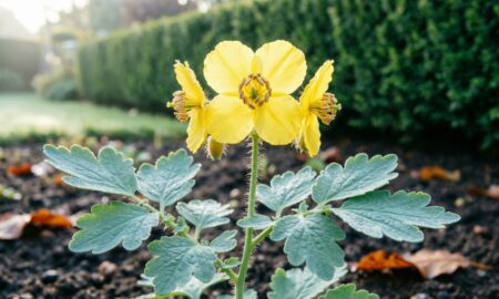 Чистотел в саду