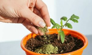 Удобрение рассады