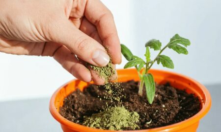 Удобрение рассады