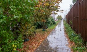 Дорожка