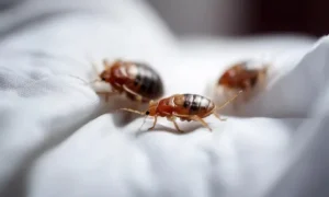 постельные клопы