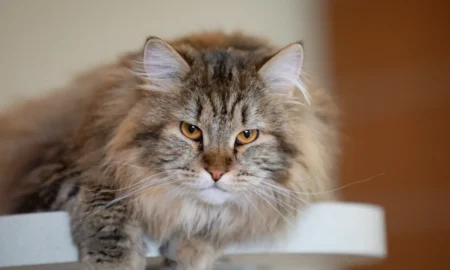 Сибирская кошка