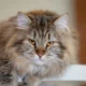 Сибирская кошка