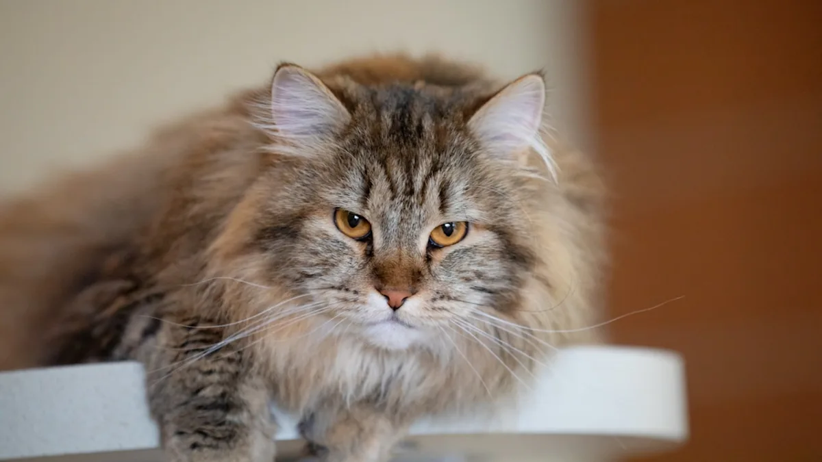 Сибирская кошка