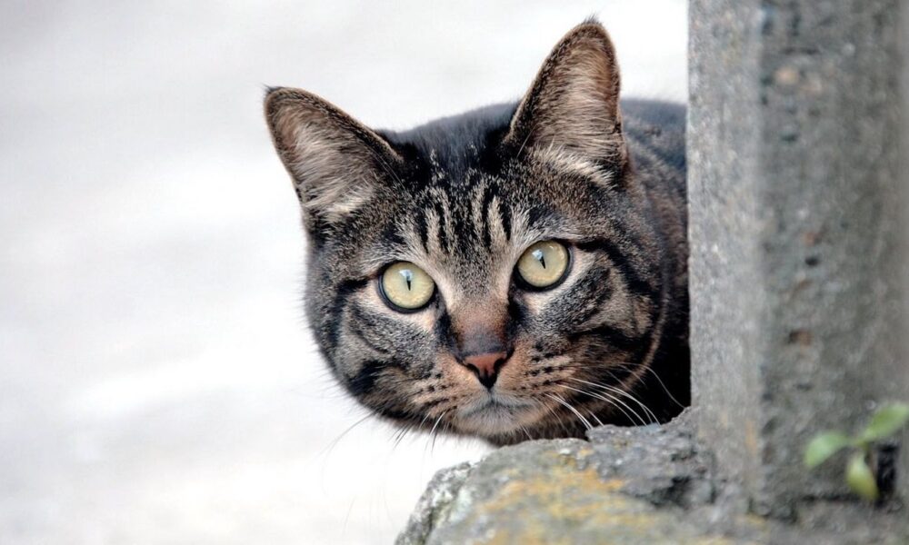 кошка