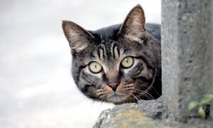 кошка