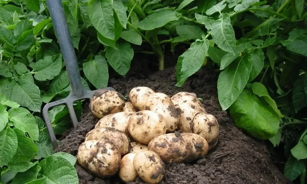 картофель