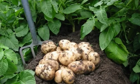 картофель