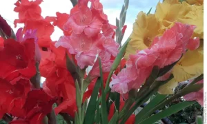 гладиолусы