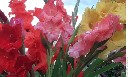 гладиолусы