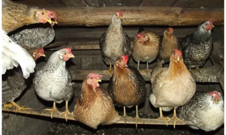курятник
