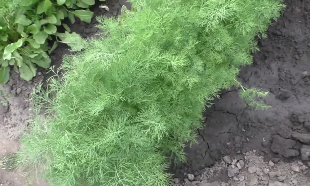 укроп