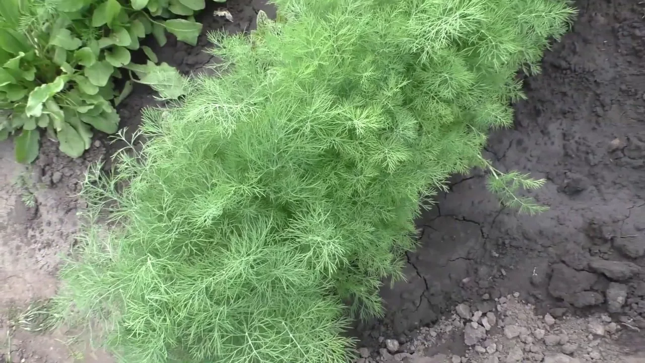 укроп