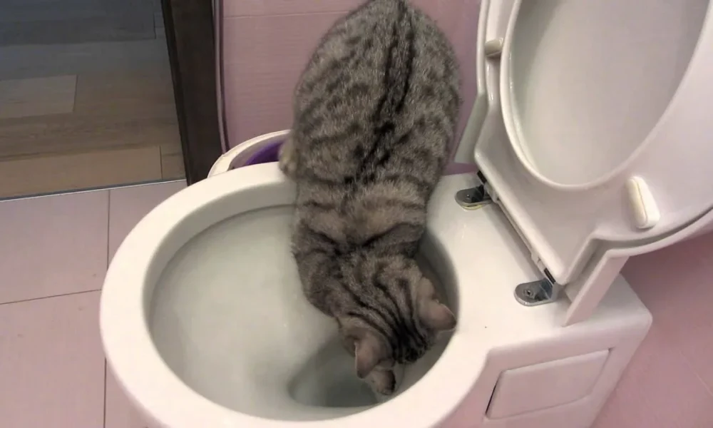 кошка в унитазе