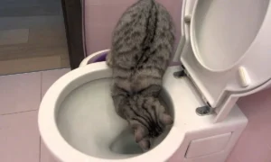 кошка в унитазе
