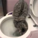 кошка в унитазе