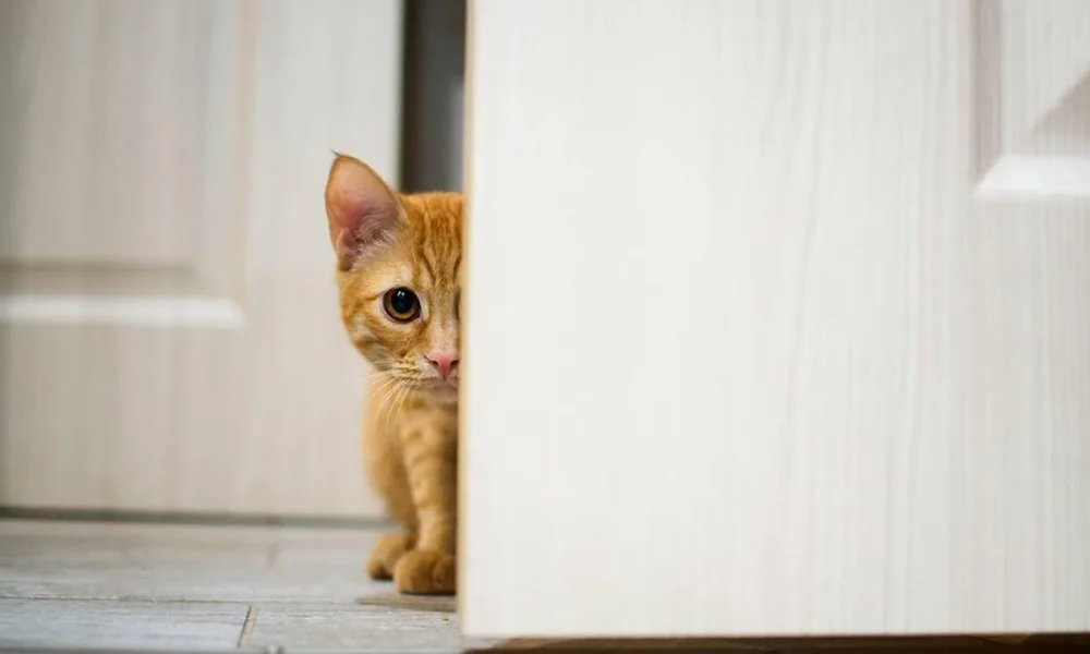 кошка