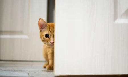 кошка