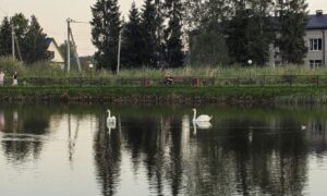 Лебеди на пруду