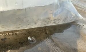 Мальки