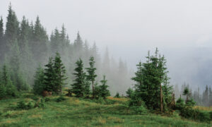 лес