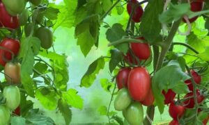 кусты томатов