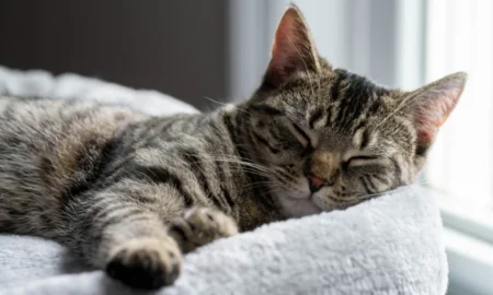 кошка