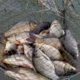 ловля карася